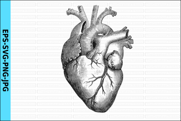Download Anatomical Heart Vector Realistic Heart - Art Collection